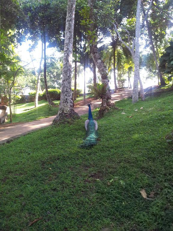 Palace Mirissa Luaran gambar